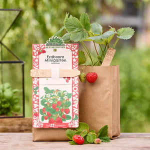 Plant de fraises dans un pot en papier brun avec des fruits mûrs et non mûrs, à côté un mini kit de culture de fraises.