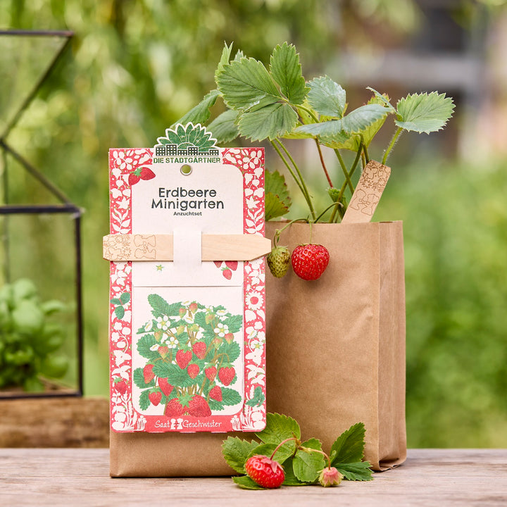 Plant de fraises dans un pot en papier brun avec des fruits mûrs et non mûrs, à côté un mini kit de culture de fraises.