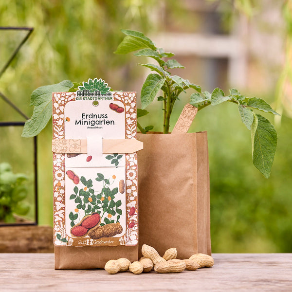 Kit de culture de mini-jardin d'arachides avec plante d'arachides dans un sac en papier brun et cacahuètes sur une table en bois extérieure.