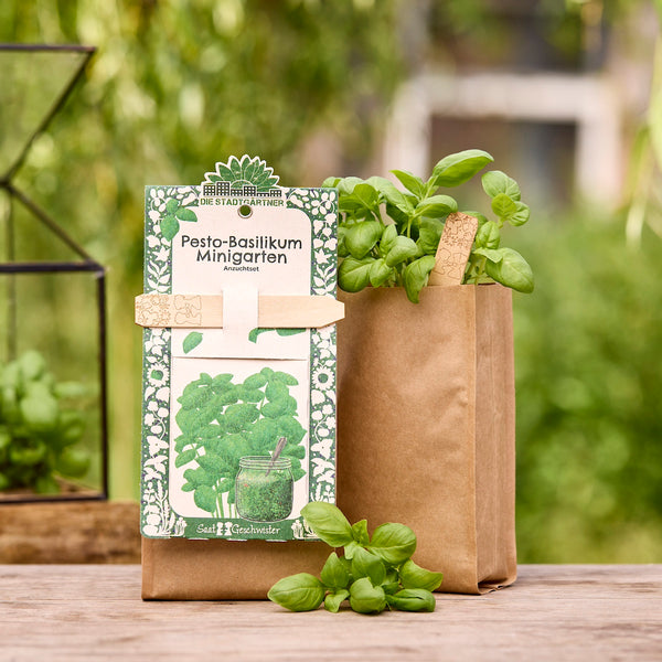 Sac en papier avec plante de basilic et kit pour un mini jardin de basilic au pesto sur une table en bois dans le jardin.