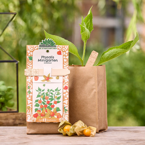 Kit de culture de Physalis sur une table en bois, composé d'un emballage au design coloré, d'un pot de fleurs marron avec une plante verte et de deux fruits de physalis ouverts, à l'extérieur.