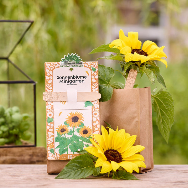 Kit de culture de tournesol avec emballage et tournesol en fleurs dans un sac en papier brun, à l'extérieur sur une table en bois.