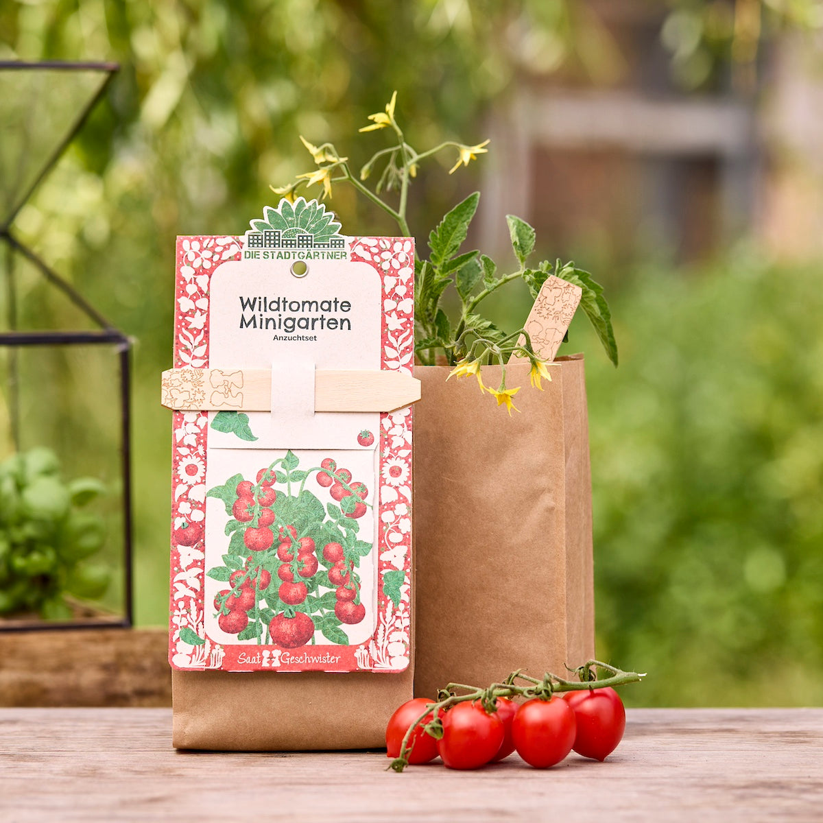 Kit de culture de tomates sauvages dans un sac en papier brun avec un plant de tomates et des tomates cocktail mûres sur une table en bois dans le jardin.