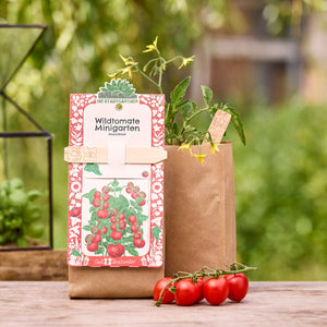 Kit de culture de tomates sauvages dans un sac en papier brun avec un plant de tomates et des tomates cocktail mûres sur une table en bois dans le jardin.