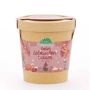Ensemble de plantation dans une tasse marron avec une étiquette décorée sur le thème de Noël, l'inscription « Votre arbre en pain d'épices » et le logo « Les jardiniers de la ville ».