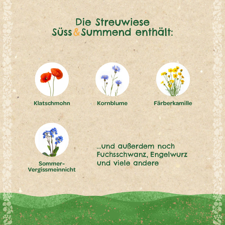 Infographie en allemand avec des images de coquelicots, de bleuets, de camomille des teinturiers et de myosotis d'été ainsi qu'un texte sur d'autres plantes trouvées dans la prairie.