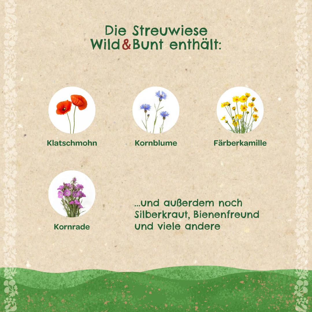 Illustration de coquelicot, de bleuet, de camomille des teinturiers et de nielle des blés ainsi qu'un texte sur les espèces de fleurs sauvages contenues dans un mélange de prairie.