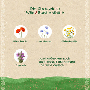 Illustration de coquelicot, de bleuet, de camomille des teinturiers et de nielle des blés ainsi qu'un texte sur les espèces de fleurs sauvages contenues dans un mélange de prairie.