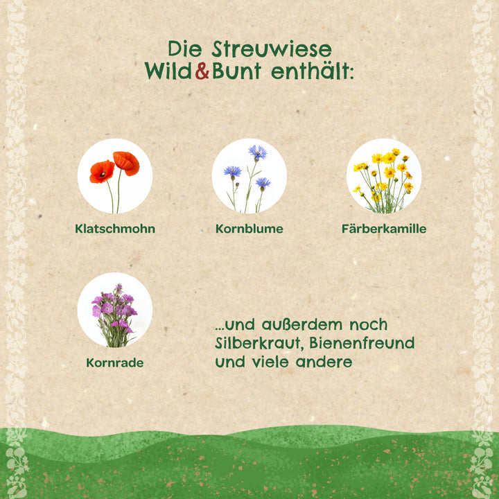 Illustration de coquelicot, de bleuet, de camomille des teinturiers et de nielle des blés ainsi qu'un texte sur les espèces de fleurs sauvages contenues dans un mélange de prairie.