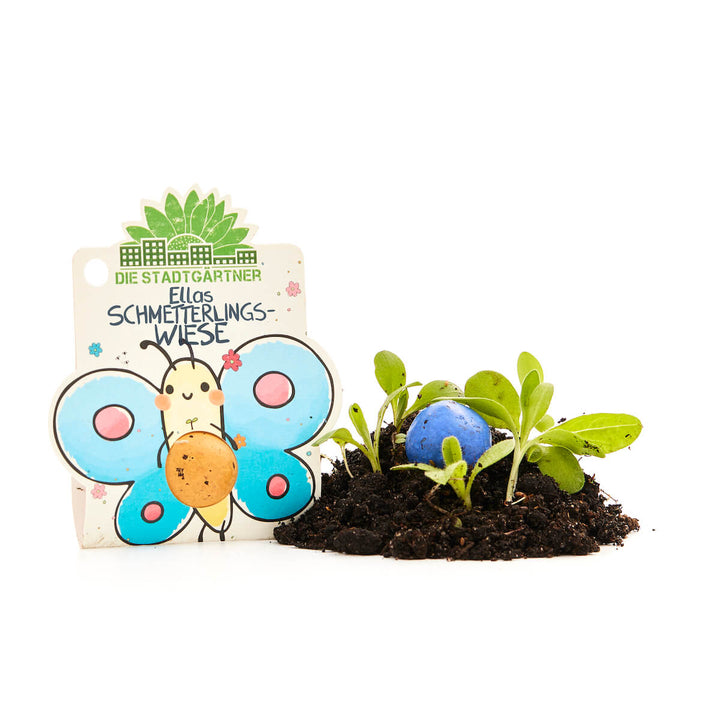 Ensemble de plantes avec emballage coloré et bombe de graines, à côté du sol avec de jeunes plantes.