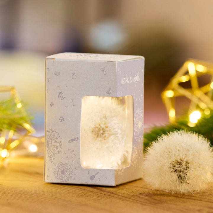 Pissenlit dans une boîte cadeau avec l'inscription "Make a wish", un autre pissenlit à côté et des lumières décoratives en arrière-plan.