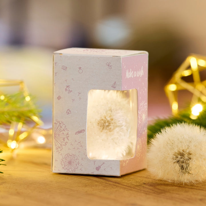 Pissenlit emballé dans une boîte cadeau décorative avec une fenêtre de visualisation, à côté un seul pissenlit, un arrière-plan avec des lumières et des éléments décoratifs verts.