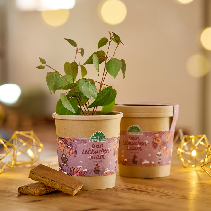 Deux pots de fleurs avec des semis verts, décorés d'une étiquette « Votre arbre en pain d'épices », sur une table en bois avec des guirlandes lumineuses et des morceaux de pain d'épices.