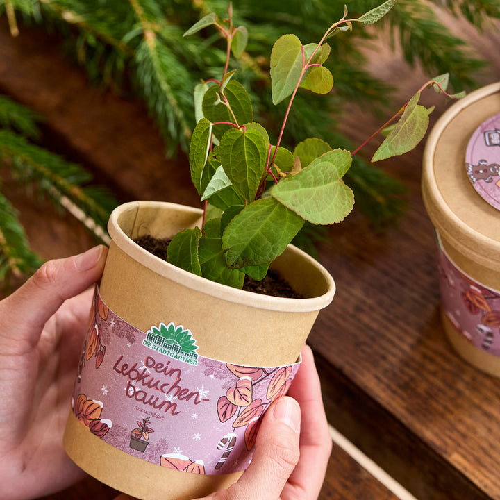 Une personne tient un petit pot de fleurs avec une jeune plante, le pot est étiqueté « Votre arbre en pain d'épices ».
