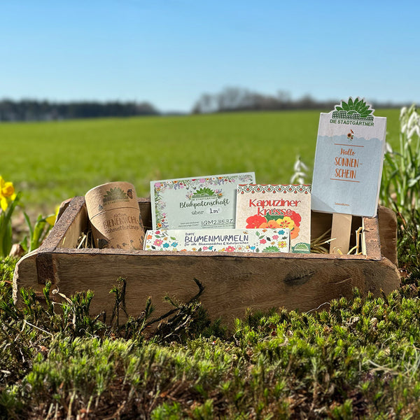 Boîte en bois avec des sachets de graines et des paquets pour fleurs et herbes au premier plan, champ vert flou à l'arrière-plan.