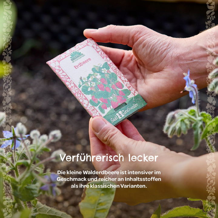 Deux mains tiennent un paquet de graines de fraises dans le jardin, avec une plante à fleurs au premier plan.