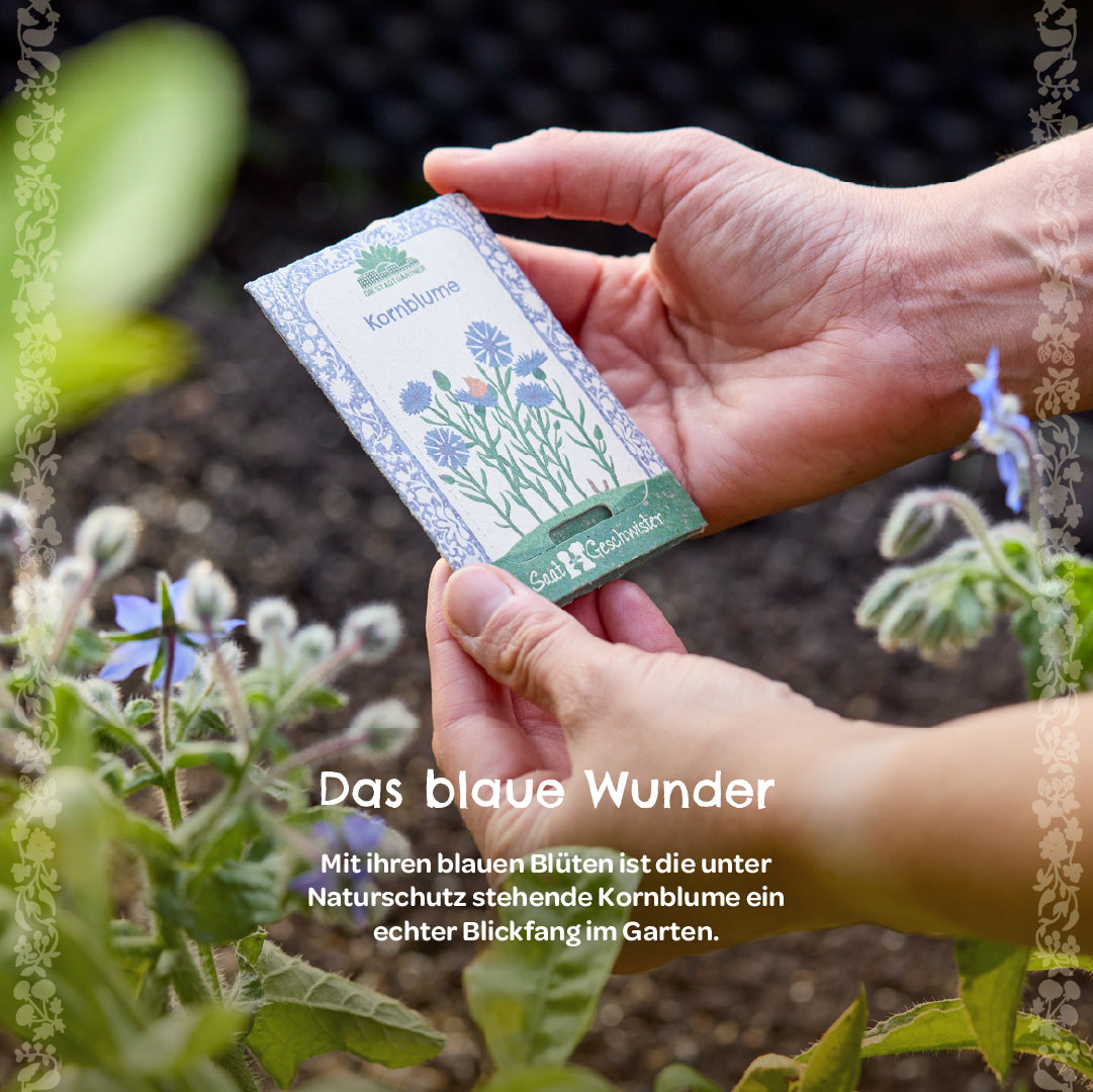 Deux mains tiennent un sachet de graines étiqueté « bleuet » au-dessus d'une plante à fleurs dans le jardin.