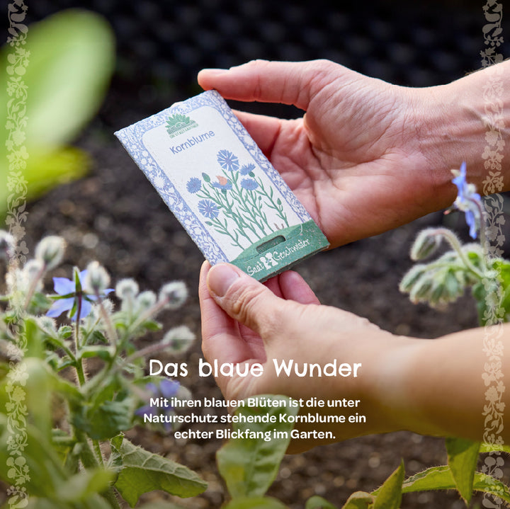 Deux mains tiennent un sachet de graines étiqueté « bleuet » au-dessus d'une plante à fleurs dans le jardin.