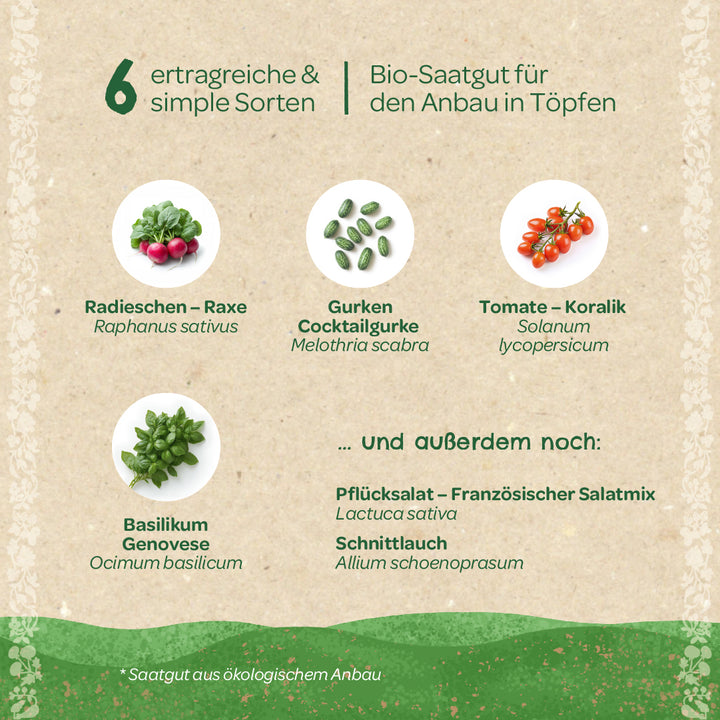 Six légumes différents à cultiver en pots, dont des radis, des concombres cocktail, des tomates, du basilic, de la laitue et de la ciboulette, avec des photos des plantes respectives.