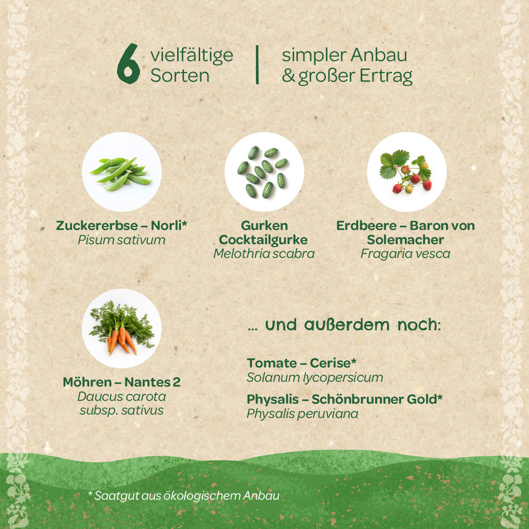 Graphique avec six légumes différents : pois mange-tout, concombre cocktail, fraise, carotte, tomate et physalis, chacun avec des noms allemands et botaniques, sur un fond beige.