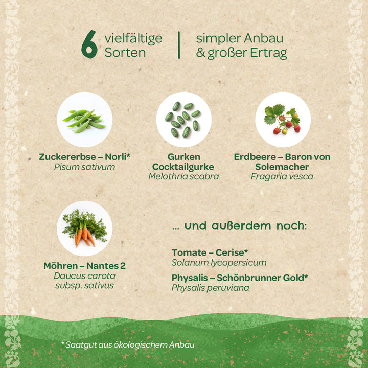 Graphique avec six légumes différents : pois mange-tout, concombre cocktail, fraise, carotte, tomate et physalis, chacun avec des noms allemands et botaniques, sur un fond beige.