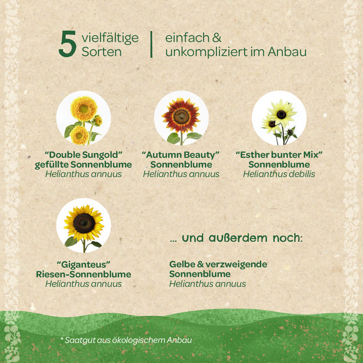 Cinq variétés de tournesols différentes avec noms et images, dont « Double Sungold », « Autumn Beauty », « Esther Colorful Mix », « Giganteus » et le tournesol à branches jaunes, tous faciles et simples à cultiver.