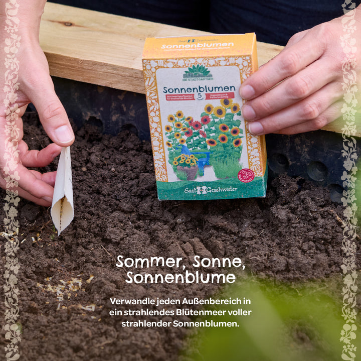Une personne tient un paquet de graines de tournesol et sème des graines dans la terre fraîche du jardin.