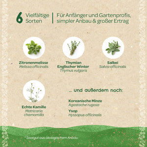 Six herbes différentes pour les débutants et les professionnels du jardinage, illustrées d'images de mélisse, de thym, de sauge, de camomille, de menthe coréenne et d'hysope sur fond beige.