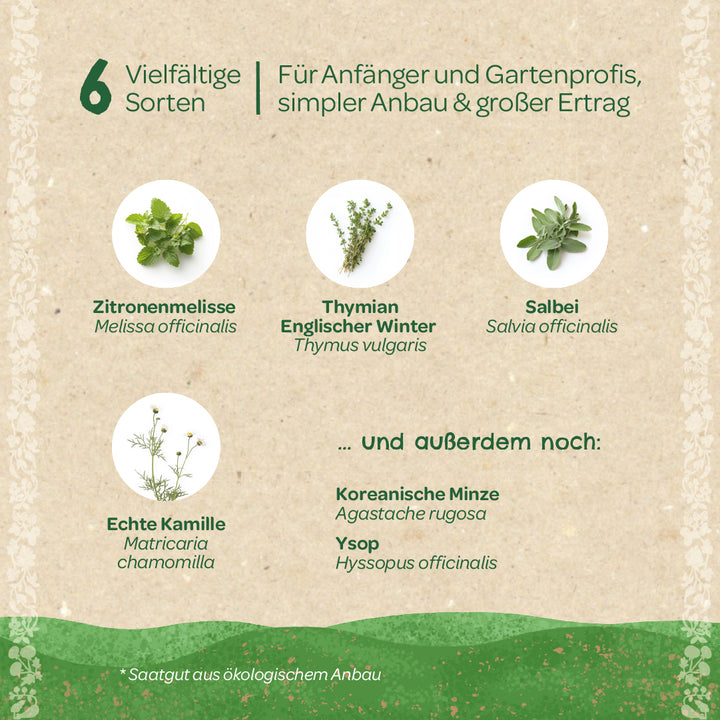 Six herbes différentes pour les débutants et les professionnels du jardinage, illustrées d'images de mélisse, de thym, de sauge, de camomille, de menthe coréenne et d'hysope sur fond beige.
