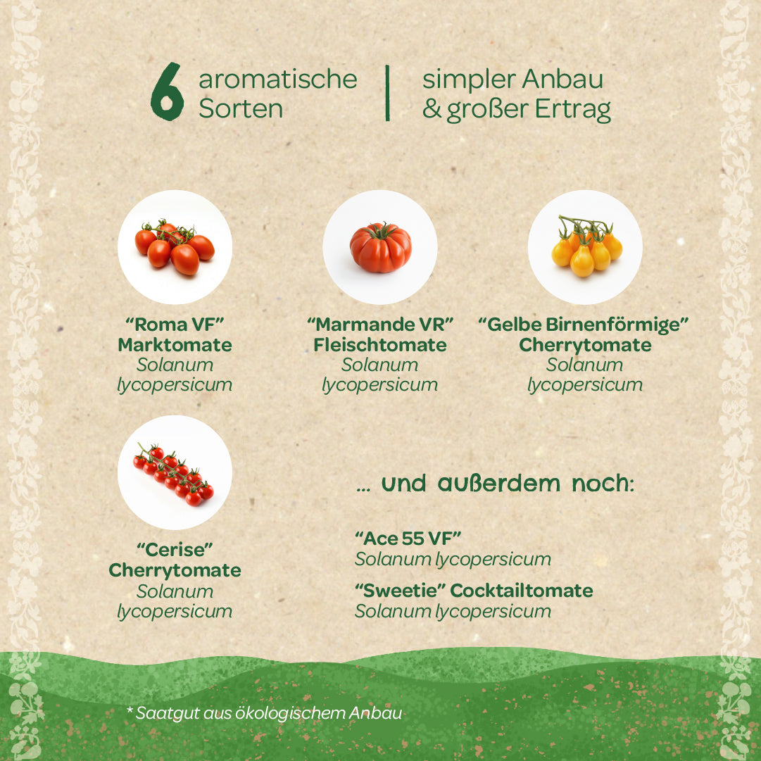 Six variétés de tomates aromatiques (Roma VF, Marmande VR, Jaune en forme de poire, Cerise, Ace 55 VF, Sweetie) avec photos et noms en allemand, adaptées à une culture facile et à un rendement élevé.