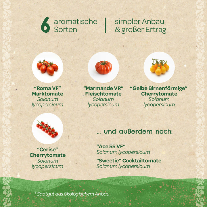 Six variétés de tomates aromatiques (Roma VF, Marmande VR, Jaune en forme de poire, Cerise, Ace 55 VF, Sweetie) avec photos et noms en allemand, adaptées à une culture facile et à un rendement élevé.