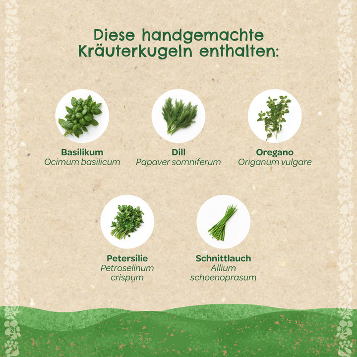 Image avec cinq herbes différentes : basilic, aneth, origan, persil et ciboulette, chacune avec son nom botanique et le texte « Ces boules d'herbes faites à la main contiennent. »