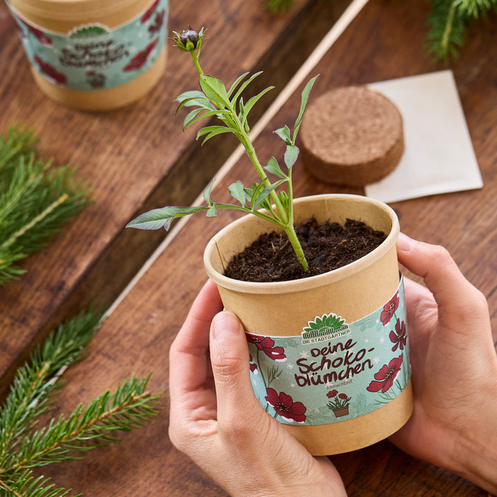 Une personne tient un petit pot de fleurs marron avec de la terre et une jeune plante, avec les mots « Vos fleurs en chocolat » écrits sur le pot.
