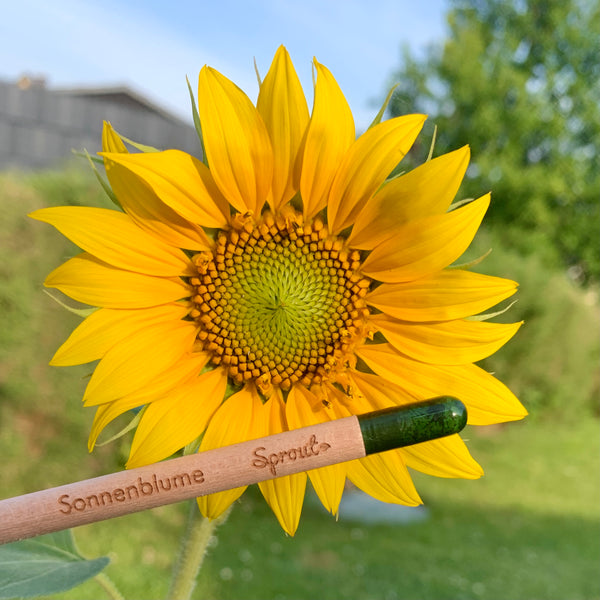 Crayon à graines « Tournesol »