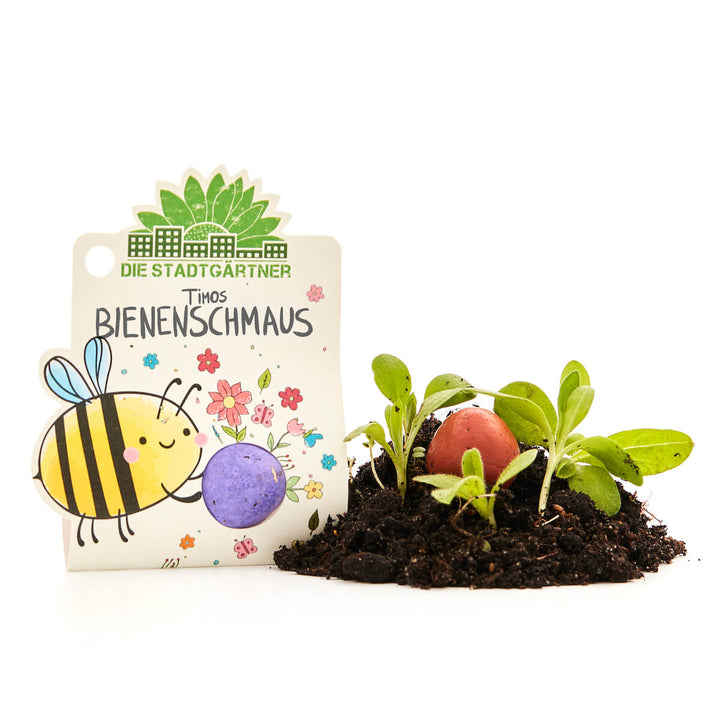 Un kit de graines avec une carte illustrée représentant une abeille et des fleurs, à côté de la terre avec des plantes vertes et des bombes de graines colorées.