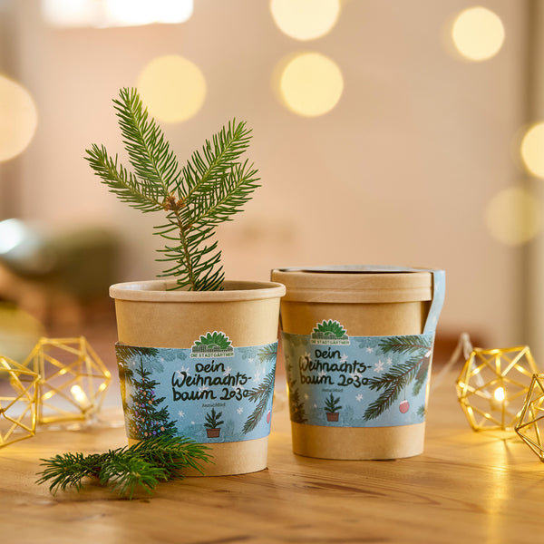 Deux pots de fleurs marron avec des semis d'arbres de Noël sur une table en bois, décorés de guirlandes lumineuses, avec des lumières chaudes et floues en arrière-plan.