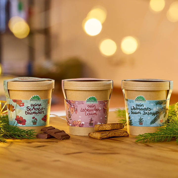 Trois pots de fleurs décoratifs avec des étiquettes festives se dressent sur une table en bois, entourés de morceaux de chocolat, de pain d'épices et de branches de sapin, avec des lumières chaudes en arrière-plan.