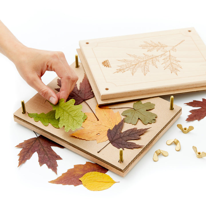 Une main place soigneusement des feuilles d'automne séchées dans un presse-plantes.