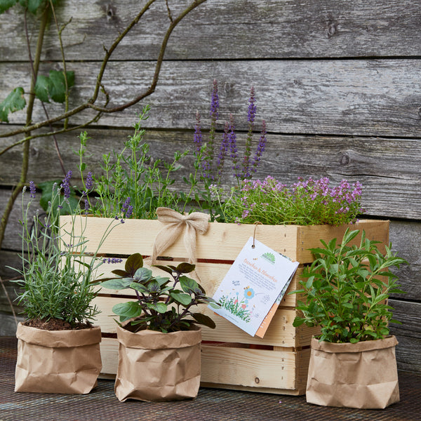 Boîte en bois avec diverses herbes et plantes devant un vieux mur en bois.