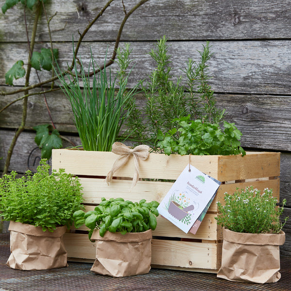 Jardin d'herbes aromatiques dans une boîte en bois et des sacs en papier devant un vieux mur en bois.