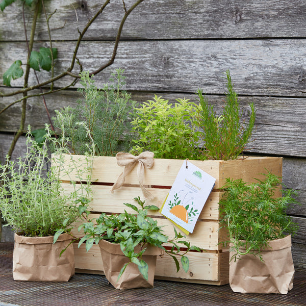 Boîte en bois avec diverses herbes et trois pots d'herbes dans des sacs en papier devant un mur en bois.