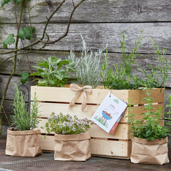 Jardin d'herbes aromatiques dans une boîte en bois et des sacs en papier devant un vieux mur en bois.