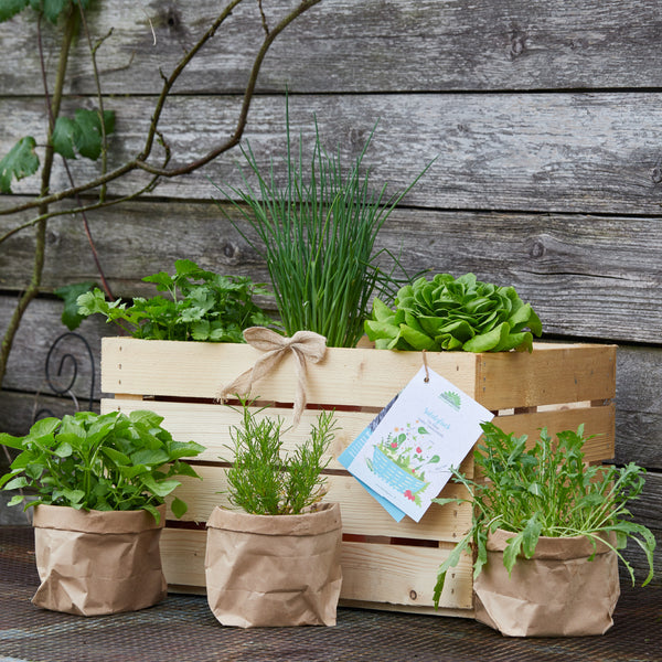 Boîte en bois avec diverses herbes et sacs en papier sur une surface en bois dans le jardin.