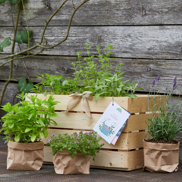 Boîte en bois avec diverses herbes devant un mur en bois, plus de pots d'herbes emballés dans du papier brun devant.