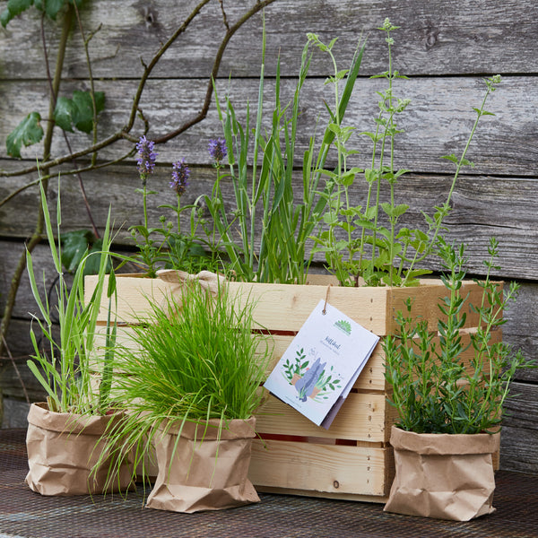 Jardin d'herbes aromatiques dans une boîte en bois et deux sacs en papier devant un mur en bois.