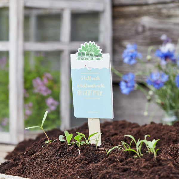 Panneau de jardin avec l'inscription « Il m'aime, il ne m'aime pas » dans un parterre de jeunes plantes et un fond flou avec des fenêtres et des fleurs bleues.
