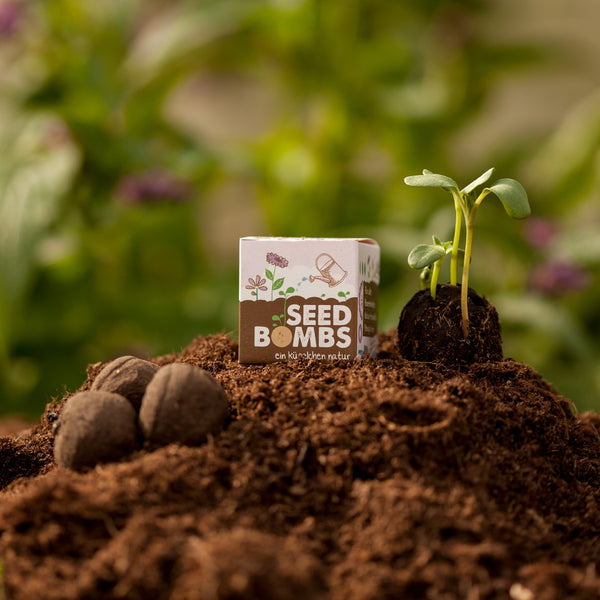 Un paquet de bombes à graines, de terre et une plante en germination à côté de bombes à graines sur un sol fertile sur un fond vert flou.