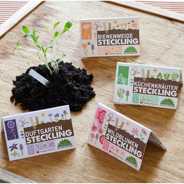 Boutures de plantes avec de la terre sur une table en bois avec emballage pour pâturage d'abeilles, herbes de cuisine, jardins parfumés et fleurs sauvages.