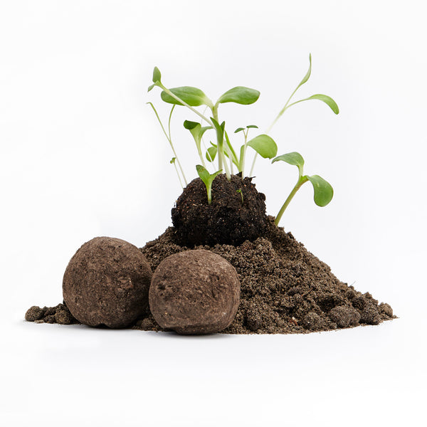 Jeunes plants poussant sur un monticule de terre à côté de deux bombes à graines sur fond blanc.