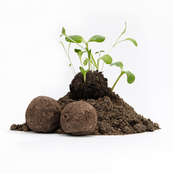 Jeunes plants poussant sur un monticule de terre à côté de deux bombes à graines sur fond blanc.